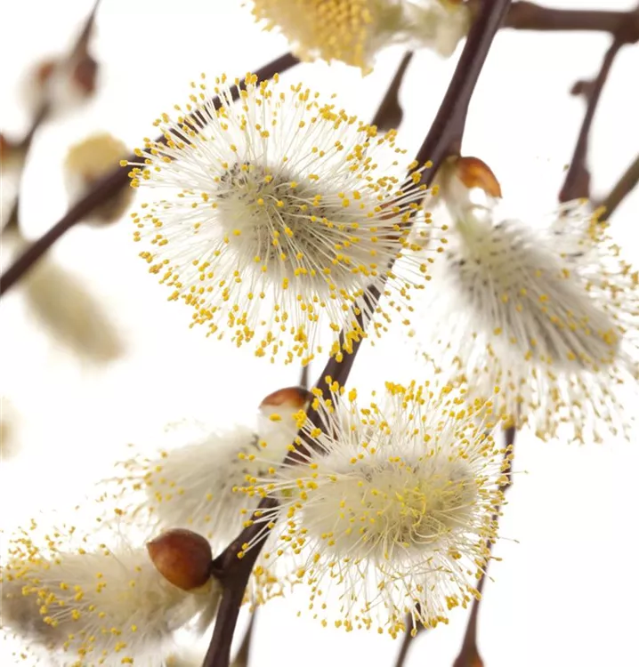 Hängende Kätzchenweide 'Pendula'