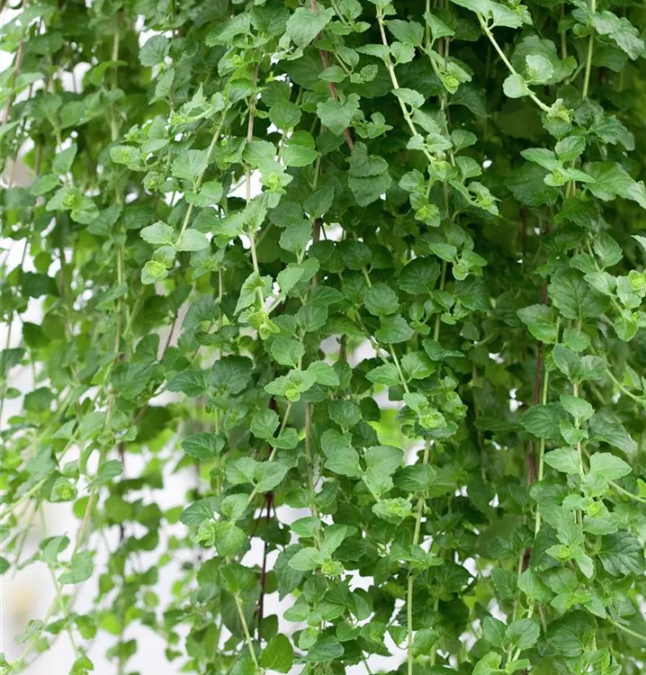 Hänge-Bohnenkraut 'Indian Mint'