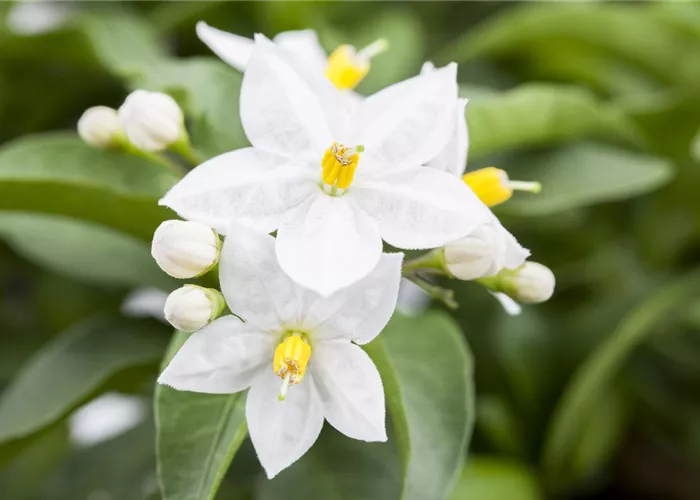 Der Sommerjasmin – alles andere als unscheinbar Der Sommerjasmin – alles andere als unscheinbar