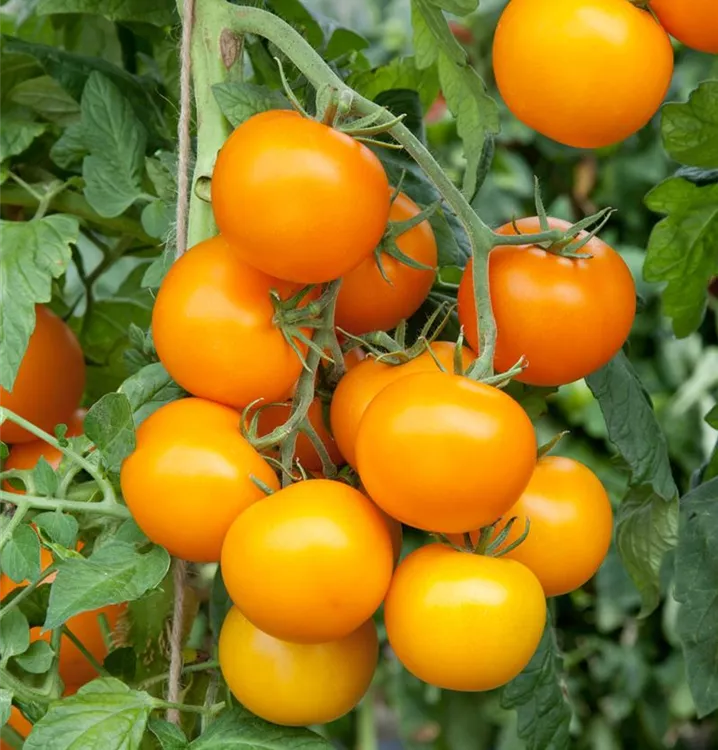 Tomate