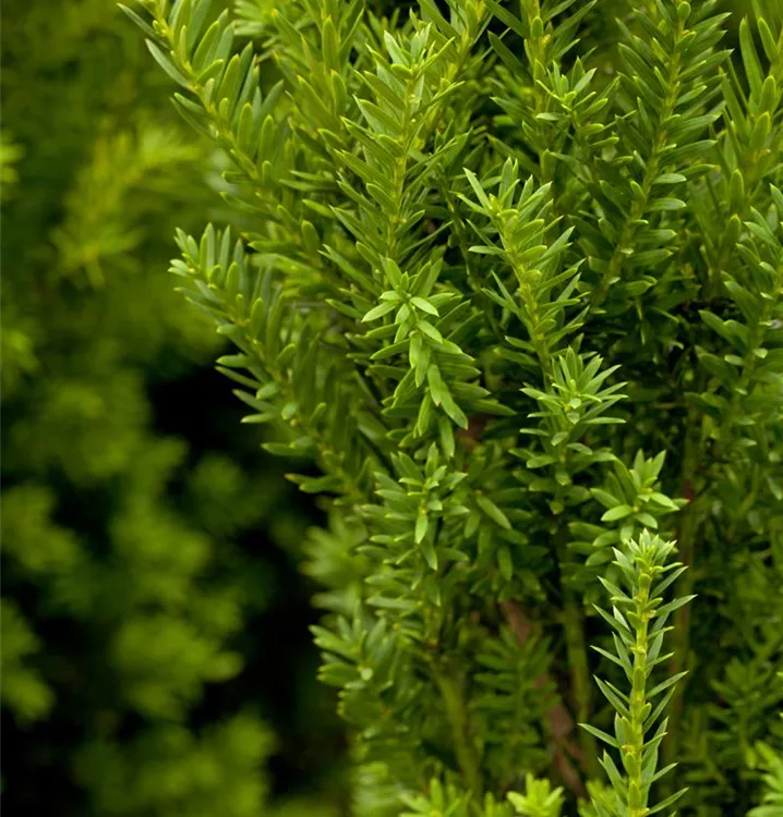 Eibe 'Hillii'
