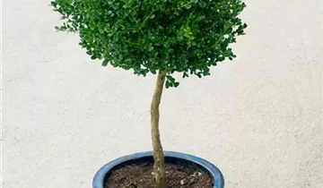 Zum Vergrößern klicken Bildvorschau