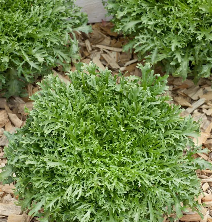 Endiviensalat