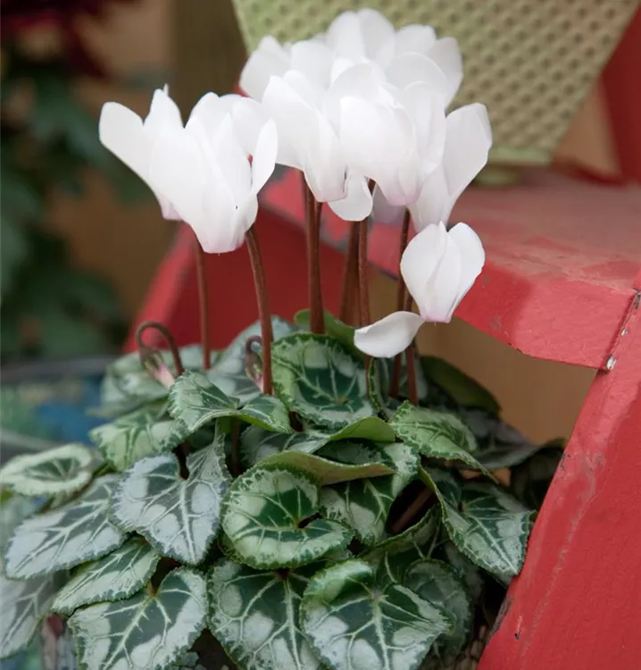 Zimmer-Alpenveilchen