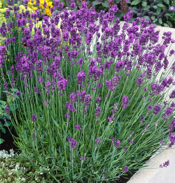 Echter Lavendel