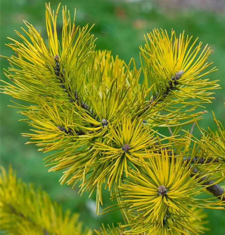 Berg-Kiefer 'Carsten's Wintergold'