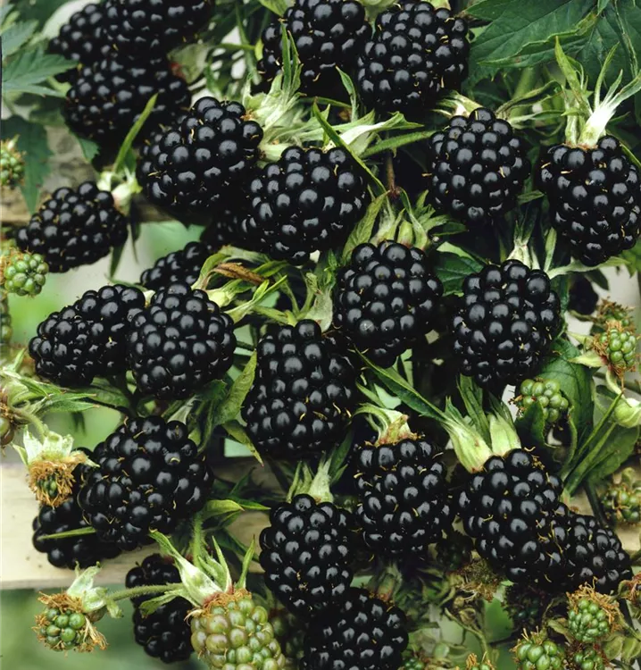 Brombeere