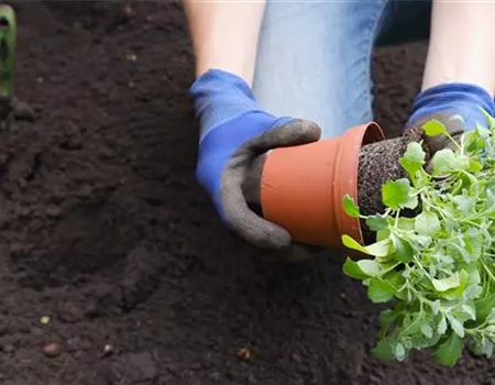Blaukissen - Einpflanzen im Garten Blaukissen - Einpflanzen im Garten