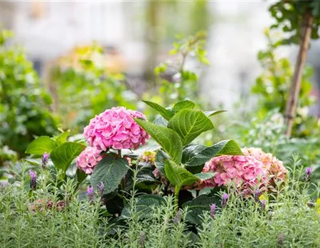 Bäume und Sträucher – eine attraktive Alternative zu Blumen Bäume und Sträucher – eine attraktive Alternative zu Blumen