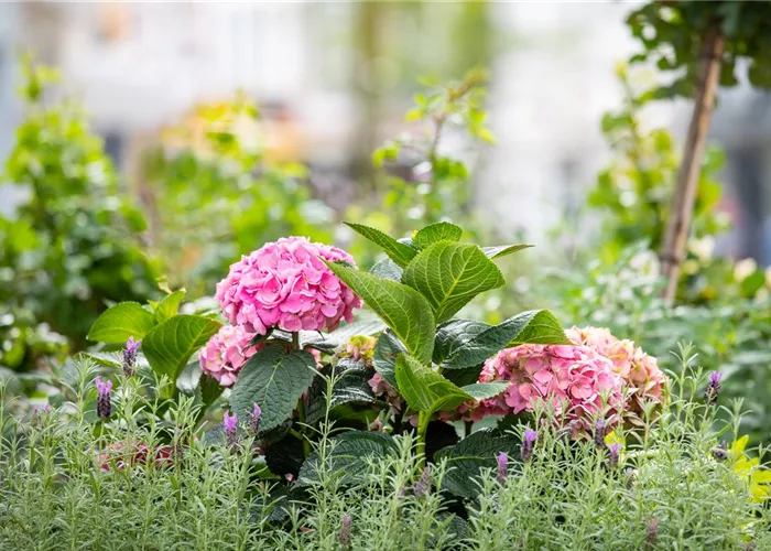 Bäume und Sträucher – eine attraktive Alternative zu Blumen Bäume und Sträucher – eine attraktive Alternative zu Blumen