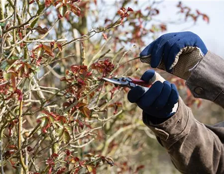 Rosen schneiden – am besten schon zu Beginn des Frühlings Rosen schneiden – am besten schon zu Beginn des Frühlings