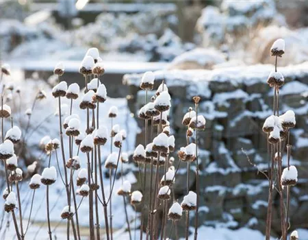 Wann ist die richtige Zeit für den Rückschnitt von Stauden? Wann ist die richtige Zeit für den Rückschnitt von Stauden?