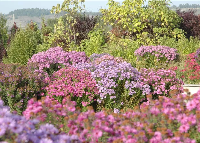 Mit schönen Beetpflanzen für neuen Glanz im Blumenbeet sorgen Mit schönen Beetpflanzen für neuen Glanz im Blumenbeet sorgen