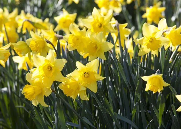 Ein Beet voller Narzissen – Osterglocken einpflanzen Ein Beet voller Narzissen – Osterglocken einpflanzen