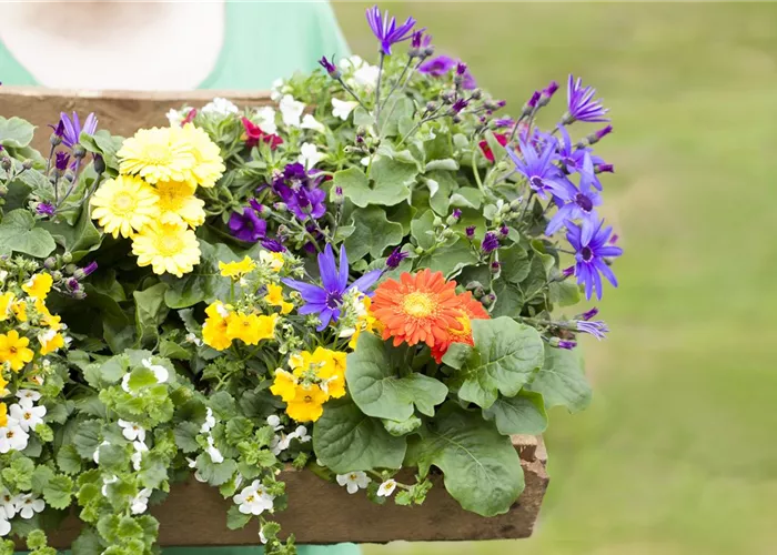 Dünger für Sommerblumen – der Extra-Kick für das Wachstum Dünger für Sommerblumen – der Extra-Kick für das Wachstum