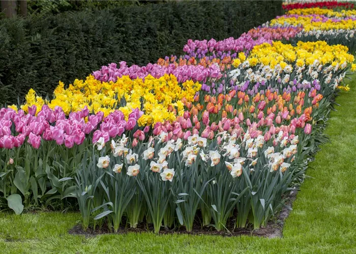 Das Blumenbeet pflegen: Gießen, düngen und schneiden Das Blumenbeet pflegen: Gießen, düngen und schneiden