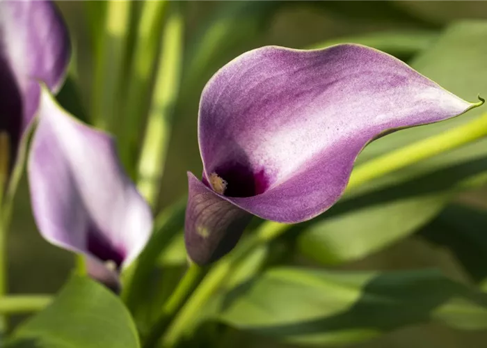 Frostempfindliche Schönheit: Calla überwintern Frostempfindliche Schönheit: Calla überwintern