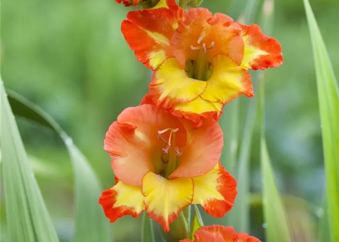 Gladiolen überwintern: Vorbereitung und Lagerung Gladiolen überwintern: Vorbereitung und Lagerung