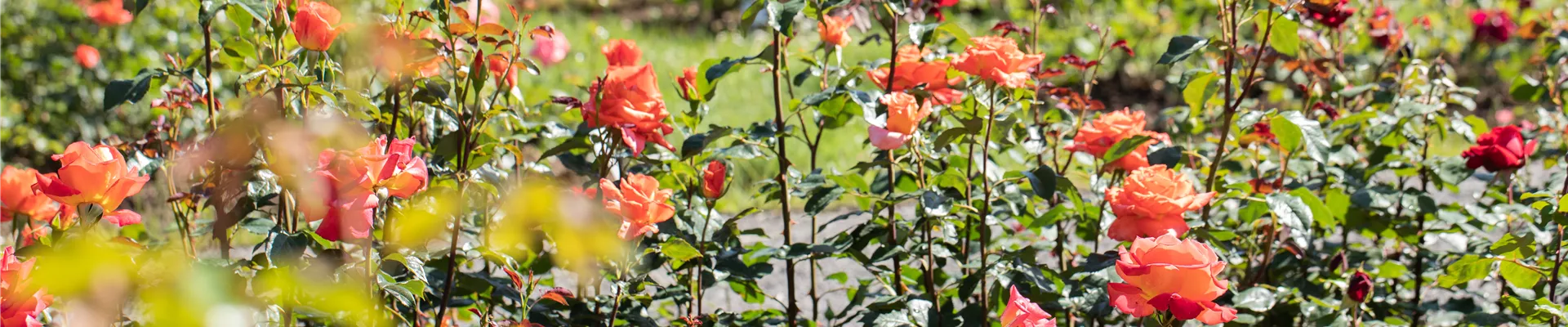 GS621229.jpg GS621229.jpg