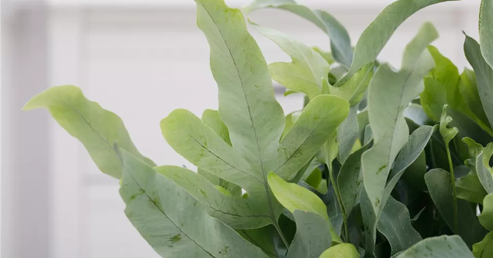 Phlebodium aureum 'Blue Star' Phlebodium aureum 'Blue Star'