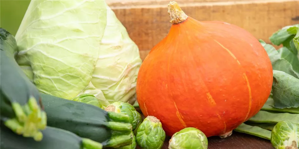 Hokkaido, Zucchini, Rosenkohl und Co. Hokkaido, Zucchini, Rosenkohl und Co.