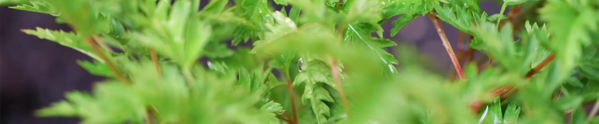 Geißbart - Einpflanzen im Garten (thumbnail).jpg Geißbart - Einpflanzen im Garten (thumbnail).jpg