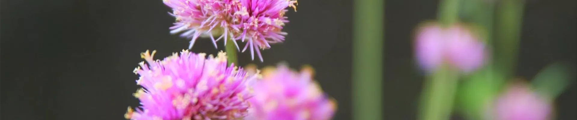 Echter Kugelamarant - Einpflanzen im Garten (Thumbnail).jpg