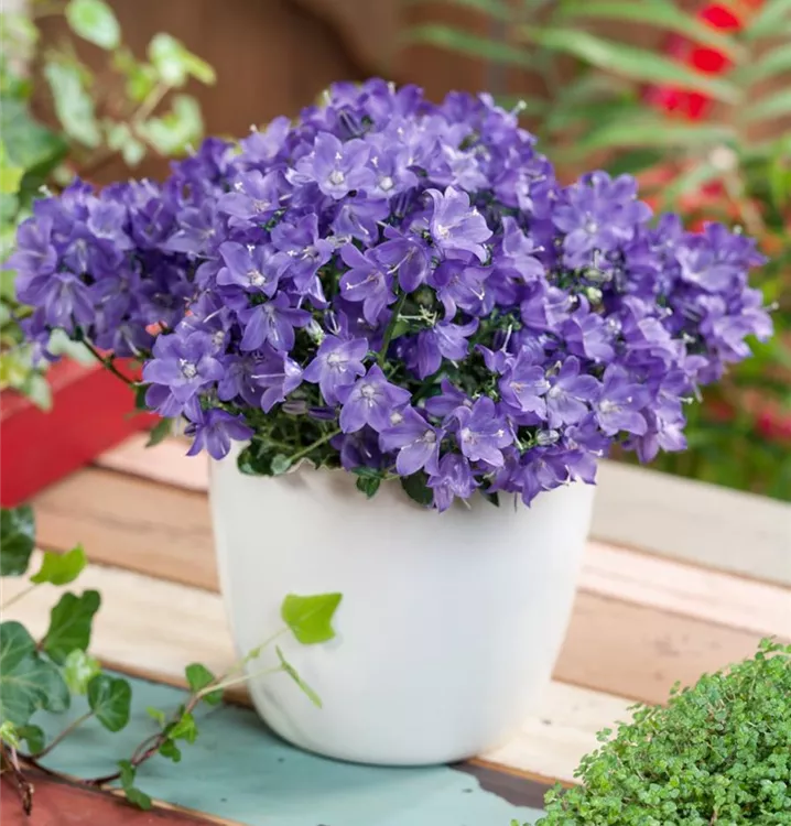 Löffelkraut-Glockenblume 'Aurora Line'