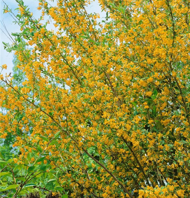 Gelber Hammerstrauch