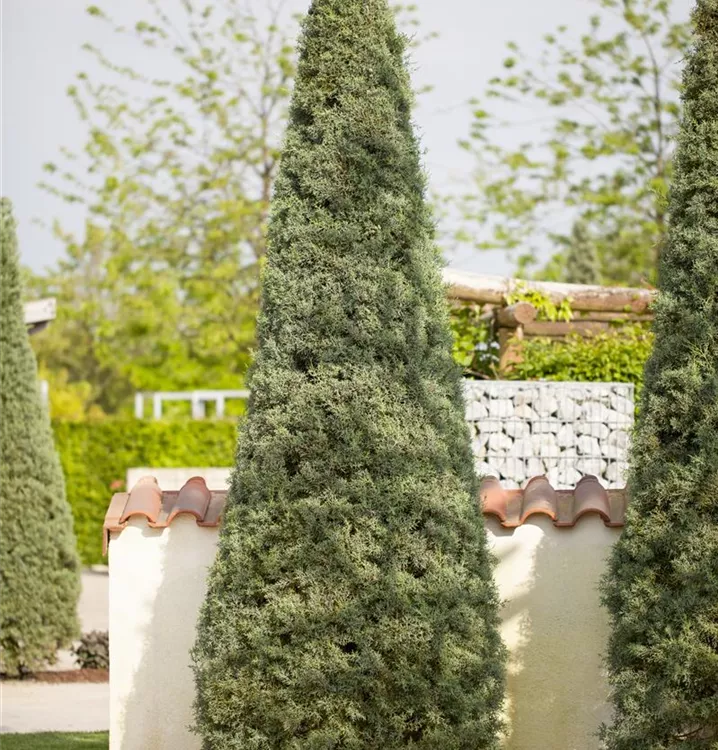 Säulen-Arizona-Zypresse 'Fastigiata'