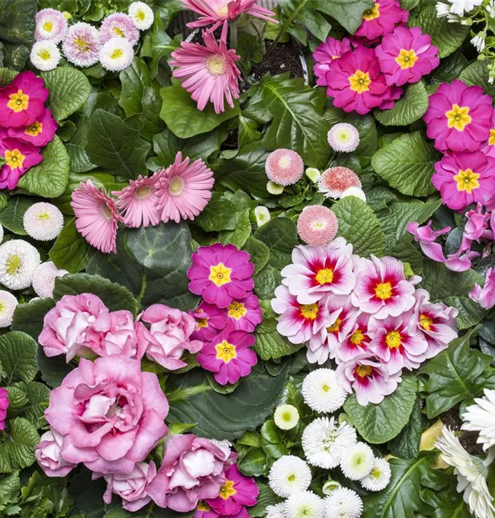 Zimmer-Alpenveilchen