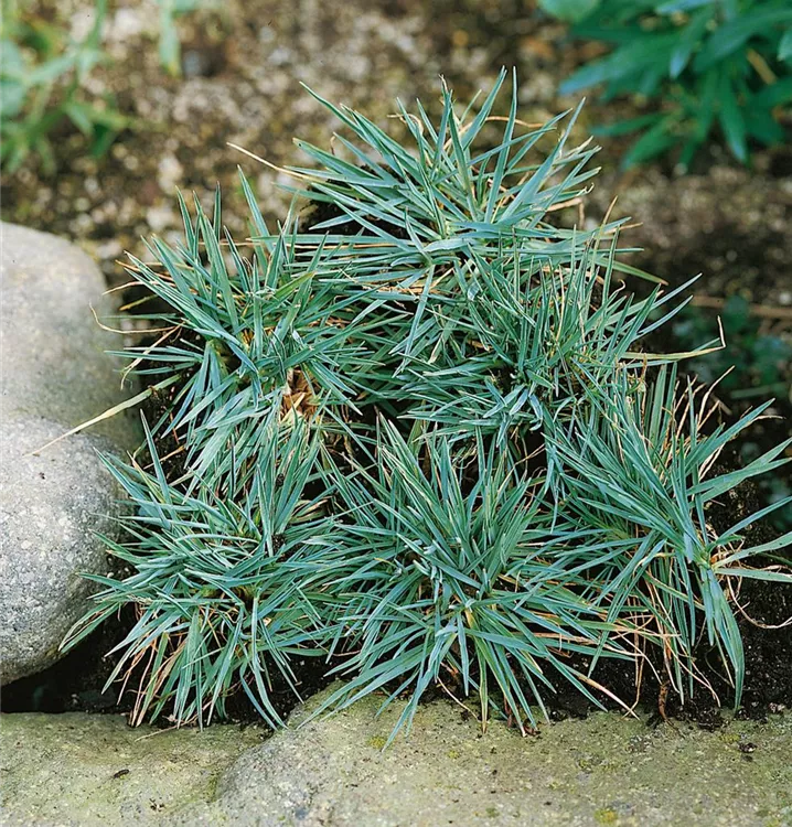Blau-Schwingel