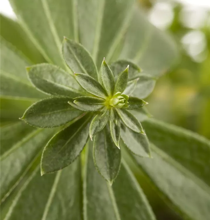 Echter Waldmeister