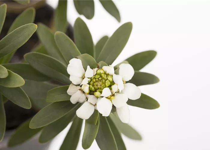 Die Schleifenblume – ein wahres Mauerblümchen Die Schleifenblume – ein wahres Mauerblümchen
