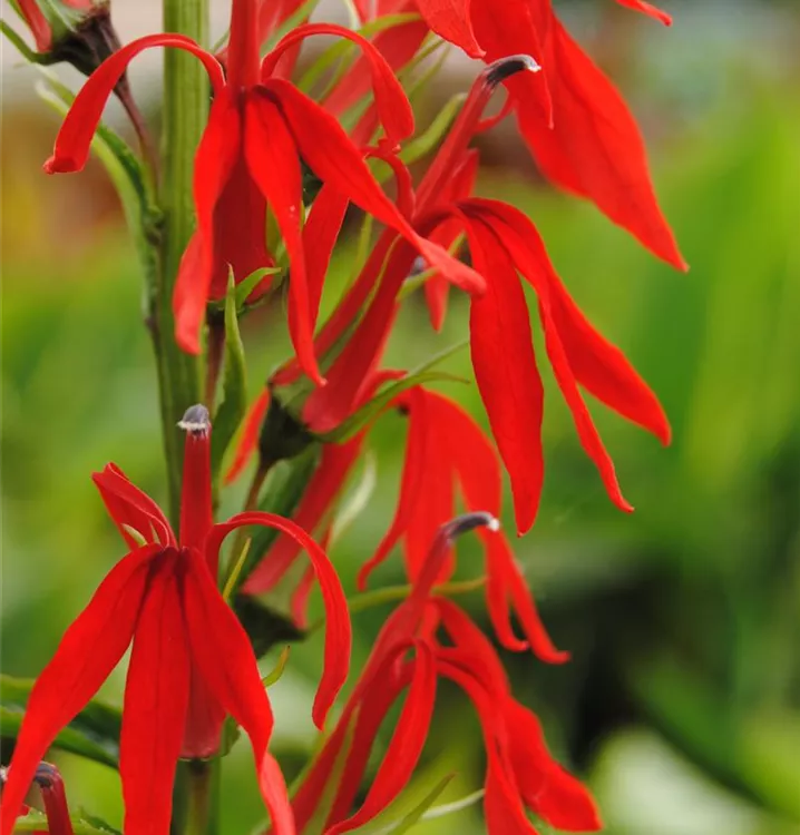 Leuchtende Lobelie