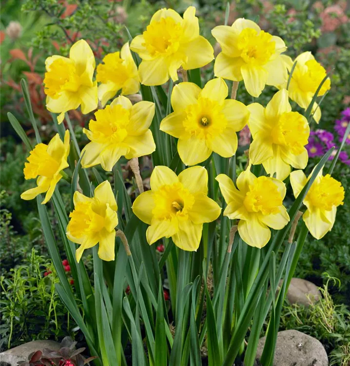 Großkronige Narzisse 'Carlton'