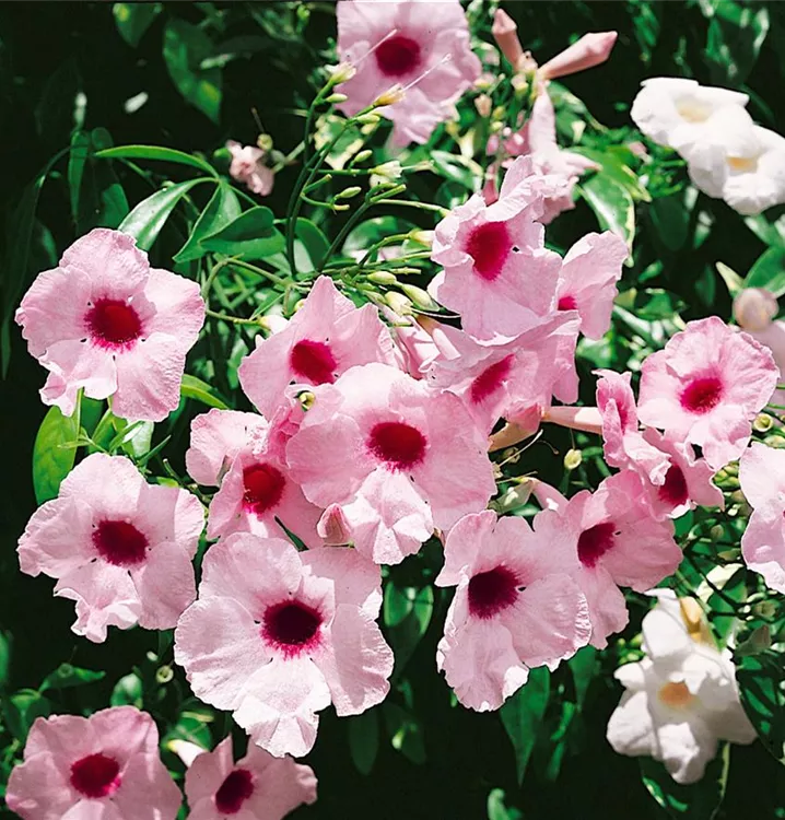 Rosa Pandorea