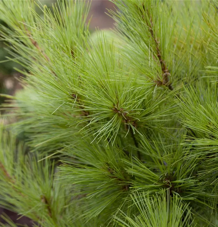 Weymouth-Kiefer 'Louie'