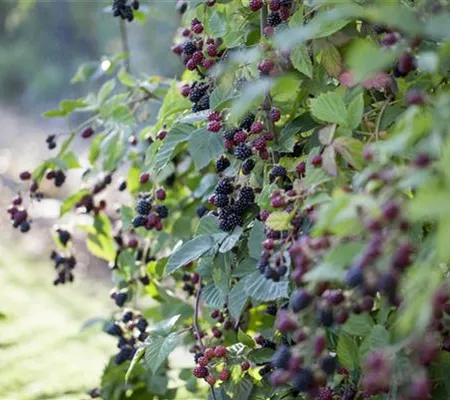 Brombeeren – wilde Leckereien mit langer Tradition